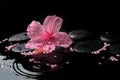 Beautiful spa concept of delicate pink hibiscus, zen stones Royalty Free Stock Photo