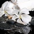 Beautiful spa concept of delicate white hibiscus, zen stones wit Royalty Free Stock Photo