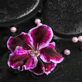 Beautiful spa concept of geranium flower, beads and black zen st Royalty Free Stock Photo