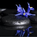 Beautiful spa concept macro of iris flower and black zen stones