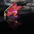 Beautiful spa concept of zen stones with drops, purple orchid Royalty Free Stock Photo