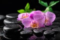 beautiful spa setting of blooming twig lilac orchid flower, green leaves with water drops on zen basalt stones Royalty Free Stock Photo