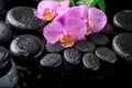 beautiful spa setting of blooming twig lilac orchid flower, green leaves with water drops and zen basalt stones on black Royalty Free Stock Photo