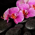 Beautiful spa setting of blooming twig stripped violet orchid Royalty Free Stock Photo