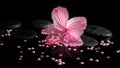 Beautiful spa setting of delicate pink hibiscus, zen stones Royalty Free Stock Photo