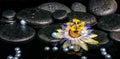 Beautiful spa setting of passiflora flower on zen basalt stones Royalty Free Stock Photo