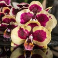 Beautiful spa setting of purple and yellow bandlet orchid Royalty Free Stock Photo