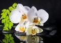 Beautiful spa setting of white orchid (phalaenopsis) Royalty Free Stock Photo