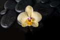 Beautiful spa setting of yellow orchid (phalaenopsis) Royalty Free Stock Photo