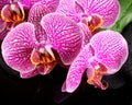 Beautiful spa still life of blooming twig stripped violet orchid Royalty Free Stock Photo