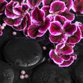 Beautiful spa still life of geranium flower, beads and black zen Royalty Free Stock Photo