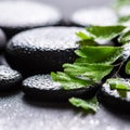 beautiful spa still life of green twig Adiantum fern on zen basalt stones with drops, closeup Royalty Free Stock Photo