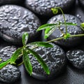 beautiful spa still life of green twig passionflower with tendril on zen basalt stones with drops, closeup