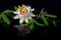 Beautiful spa still life of passiflora flower and green branch Royalty Free Stock Photo