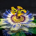 Beautiful spa still life of passiflora flower on green leaf, zen Royalty Free Stock Photo