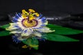 Beautiful spa still life of passiflora flower on green leaf, zen Royalty Free Stock Photo