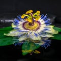 Beautiful spa still life of passiflora flower on green leaf, zen Royalty Free Stock Photo