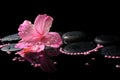 Beautiful spa still life of pink hibiscus, drops and pearl beads Royalty Free Stock Photo