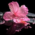 Beautiful spa still life of pink hibiscus, drops and pearl beads Royalty Free Stock Photo