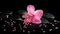 Beautiful spa still life of pink hibiscus, drops and pearl beads Royalty Free Stock Photo