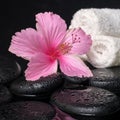 Beautiful spa still life of pink hibiscus, drops and towels on z Royalty Free Stock Photo