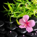 Beautiful spa still life of pink hibiscus flower, twig bamboo Royalty Free Stock Photo