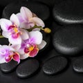 Beautiful spa still life of purple orchid phalaenopsis on black Royalty Free Stock Photo