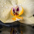 beautiful spa still life with yellow flower orchid, phalaenopsis with drops on black zen stones , white towels and candles Royalty Free Stock Photo