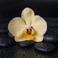 Beautiful spa still life with yellow flower orchid, phalaenopsis and zen stones with drops on black background , closeup