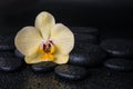 Beautiful spa still life with yellow flower orchid, phalaenopsis and zen stones with drops on black background , closeup Royalty Free Stock Photo