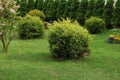 Beautiful spacious yard with shrubbery. Gardening and landscaping