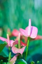 Beautiful spadix (Anthuriums) in the garden. Royalty Free Stock Photo