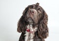 Beautiful spaniel with tuft on a gray background