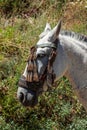 Beautiful Spanish horse ridden through the forests of Andalusia