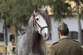 Beautiful spanish horse stallion in Jerez