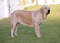 Beautiful spanish Mastiff Breed wtih yellow colour on the grass Royalty Free Stock Photo