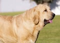 Beautiful Spanish Mastiff Breed wtih yellow colour on the grass Royalty Free Stock Photo