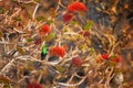 Beautiful, sparkling green african bird, Malachite sunbird, Nectarinia famosa, male perched on red flowering bush, lit by early