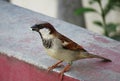 Beautiful sparrow having food with details