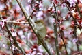 Beautiful sparrow on a Japanese plum tree