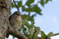 Beautiful sparrow sits on a branch of tree and sleeps