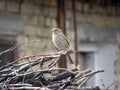 Beautiful Sparrow Standing on Wood