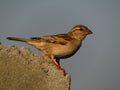 Beautiful sparrow on stone.