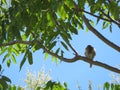 Beautiful sparrow in a suggested tree by the branch in the shade