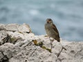 Beautiful sparrows of great beauty and nice color mugging for the camera