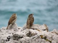 Beautiful sparrows of great beauty and nice color mugging for the camera