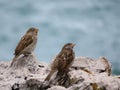 Beautiful sparrows of great beauty and nice color mugging for the camera