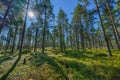 Beautiful sparse pine forest in a lush green summer Sweden Royalty Free Stock Photo