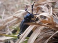 Big beetle in grass Royalty Free Stock Photo