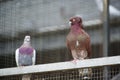 Beautiful and special pigeons